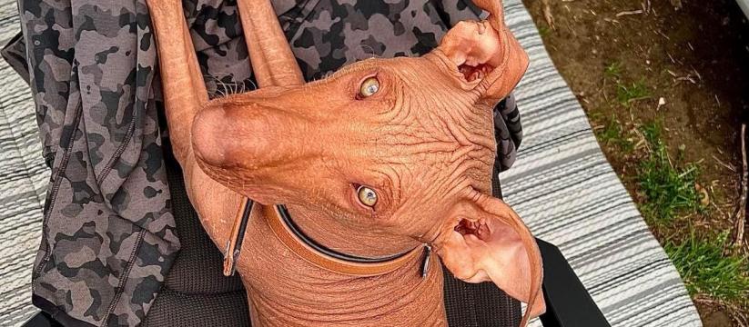 Chien du p&eacute;rou / Luna Capreza